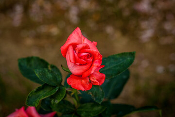 Pretty rose growing in the park