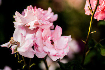 Beautiful roses growing in the garden