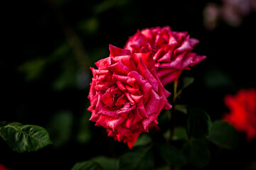 Beautiful roses growing in the garden