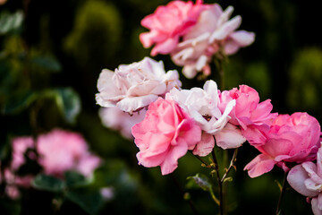Beautiful roses growing in the garden