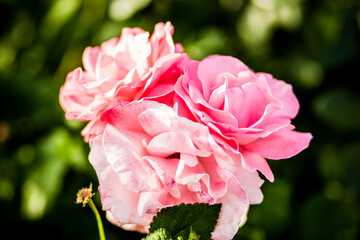 Beautiful roses growing in the garden