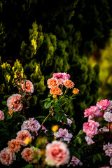 Fototapeta na wymiar Beautiful roses growing in the garden