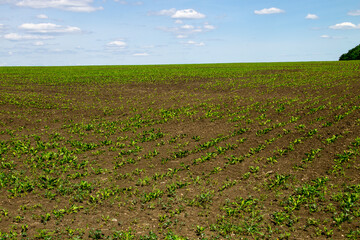 Agricultural field with growing sugar beets. Beetroot sprouts