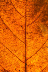 Dry leaves veins texture. Close up on leaf texture. Leaf veins macro view.