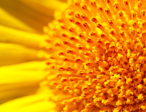Close up of sun shining on sunflower head in quiet beauty