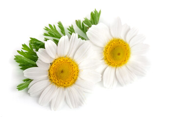Fototapeta na wymiar two chamomile or daisies with leaves isolated on white background