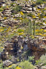 Saguaro cacti stand on rocky ledge on Mount Lemmon, a sky island in Tucson, Arizona