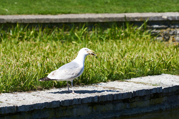 Sea gull swallows a fish catched from a lake