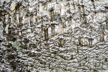 Birch bark with grungy pattern background texture