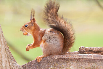 Naklejka na ściany i meble Red squirrel tries to split the nut
