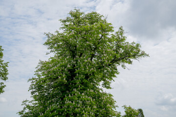 Wild chestnut tree. The chestnut group is a genus (Castanea) of eight or nine species of deciduous trees and shrubs in the beech family Fagaceae, native to temperate regions of the Northern Hemisphere