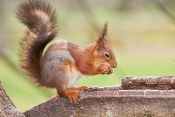 Naklejka na ściany i meble Red squirrel tries to split a nut with her teeth