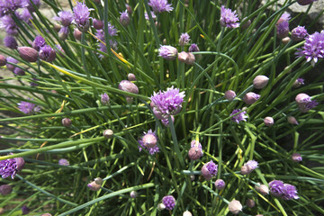 Chives is the common name of Allium schoenoprasum, an edible species of the Allium genus. Its close relatives include the garlic, shallot, leek, scallion and Chinese onion.