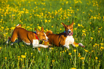 Two merry dogs of Basenji breed playing in the spring field with dandelions
