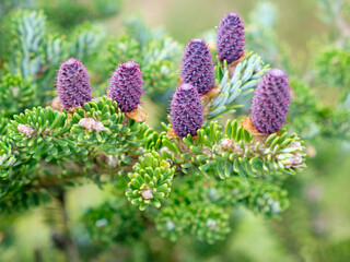 Corean fir - Abies koreana Select. Cones and branches close up. © chamillew