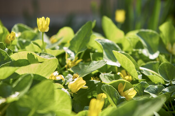 Glade of yellow flowers macro