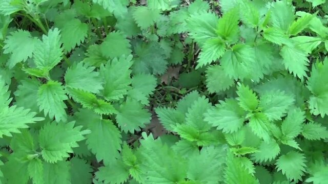 Fresh green nettle in spring wind breeze. Panorama, motion camera.