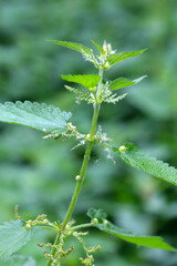 common nettle (Urtica dioica)