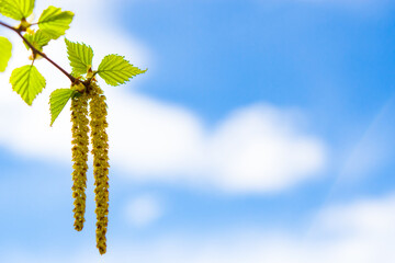 Background of blue sky with clouds in the background and the birch branches with the first budding...