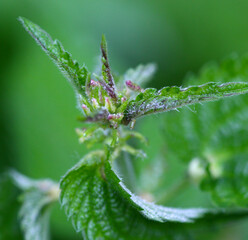 common nettle (Urtica dioica)