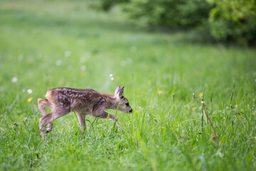 Young fawn standing in grass. Summer fauna and flora