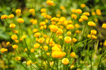 Obraz premium Buttercup flowers on a meadow in summer
