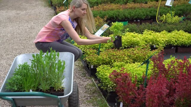 woman choosing ornamental garden plants at plant nursery