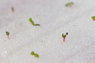 Hydroponic technology. Colorful lattuce salad plant growing in greenhouse.