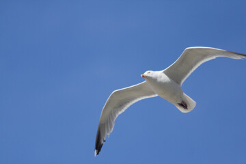 flying gull  (Larus argentatus)