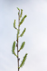 Fresh spring catkins in front of the sky.