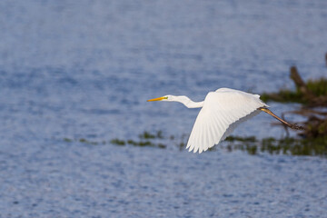 Fototapeta na wymiar Wildlife background of white heron great egret (Ardea alba) flying up int the sky from a pond.
