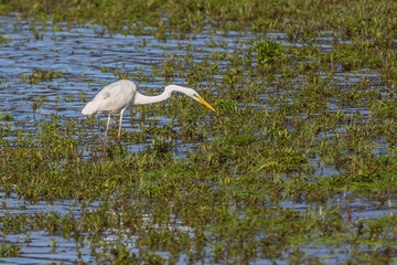 White heron great egret (Ardea alba) hunting on a pond.
