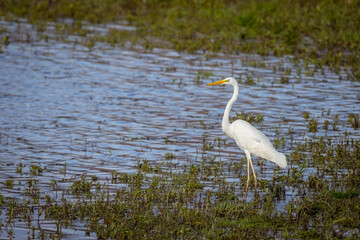 Wildlife background of white heron great egret (Ardea alba) huntimg on a pond.