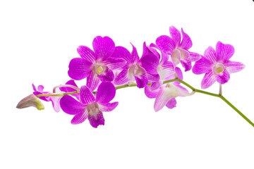 Naklejka na ściany i meble Beautiful violet orchid isolated on white background