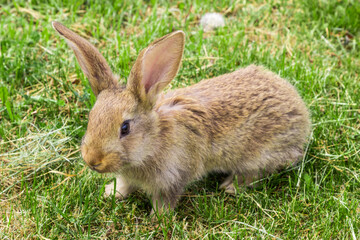 Naklejka na ściany i meble young rabbit with protruding ears on green grass
