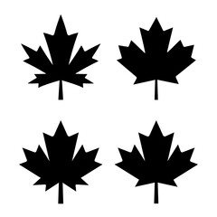 Maple leaf vector icon
