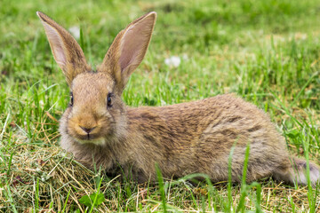 Naklejka na ściany i meble rabbit young with protruding ears