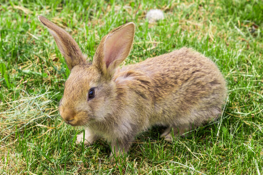 young rabbit with protruding ears on green grass