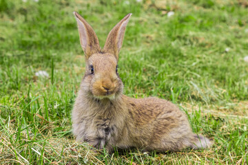 curious Bunny with protruding ears