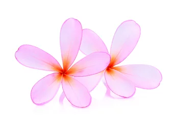 Foto op Plexiglas frangipani or plumeria (tropical flowers) isolated on white background © boonchuay1970
