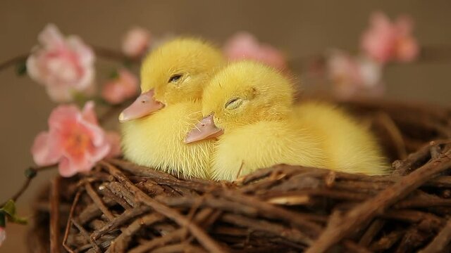 baby ducks in nest
