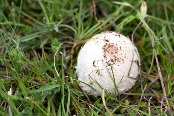 one mushroom on the grass in the forest