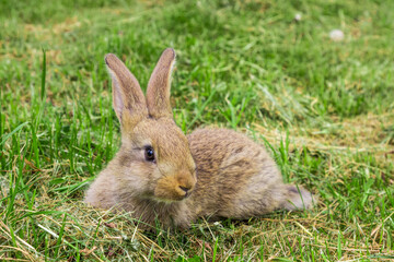 rabbit on green grass