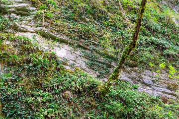 Steep rocky wall and tree covered with moss and grass front view.