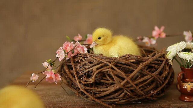 baby ducks in nest