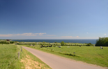 Landscape with grazing cows. The cows are Danish  black-and-white cattle.