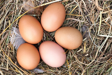 five chicken eggs lying in the nest of straw. Top view