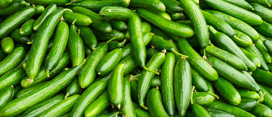 fresh cucumbers. food background