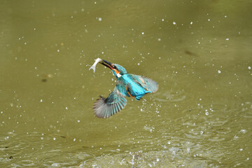 カワセミの捕食