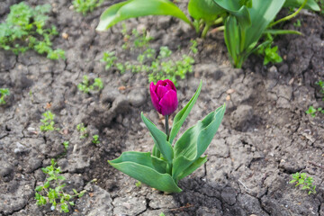 Blossoming cherry tree branch